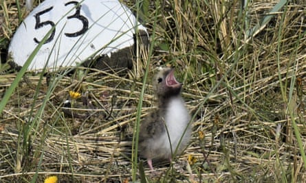 An Arctic tern chick at Long Nanny on the coast of Northumberland.