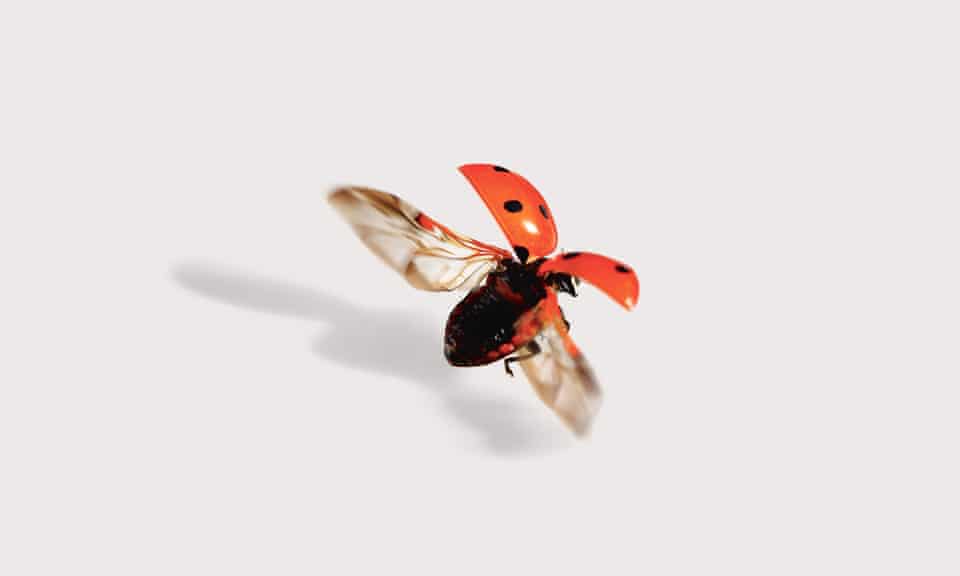 Ladybird in flight