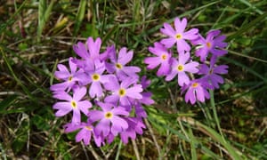 Primula farinosa on the roadside at Sunbiggin Tarn.