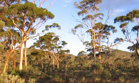 Great Western Woodland in Western Australia. The woodland is under threat from mining because it has no conservation status.