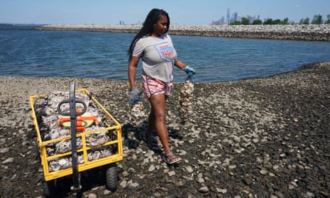 A worker with the Billion Oyster Project place oysters in the waters near Brooklyn's Bush Terminal Park in New York.