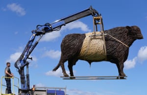 A one-tonne wicker 'Beltie bull', hand sculpted by willow artist Trevor Leat, is hoisted into position in Edinburgh, UK