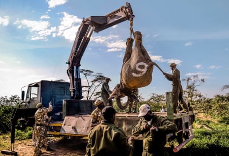 An elephant is winched on to the back of a truck near Narok in Kenya.