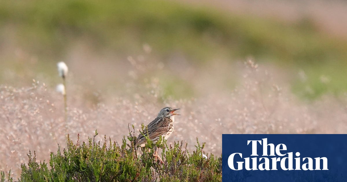 Country diary: On the bluest of days, the plaintive call of a pipit | Mark Cocker