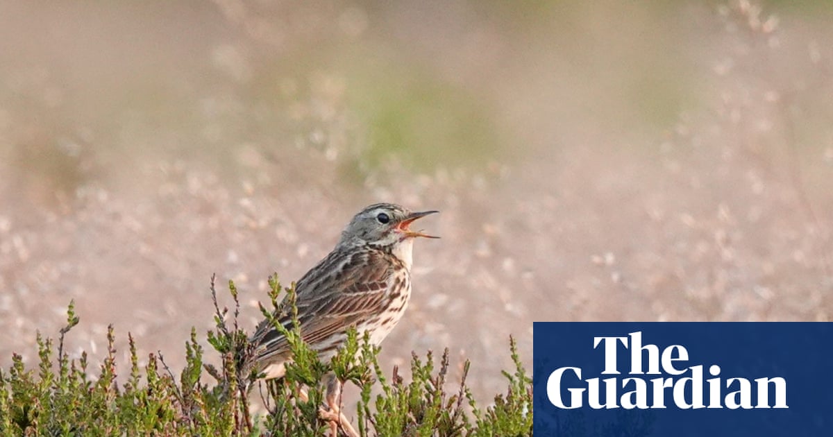 Country diary: On the bluest of days, the plaintive call of a pipit | Mark Cocker