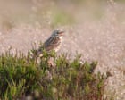 Meadow Pipits Migrate Under Blue Skies on Combs Moss