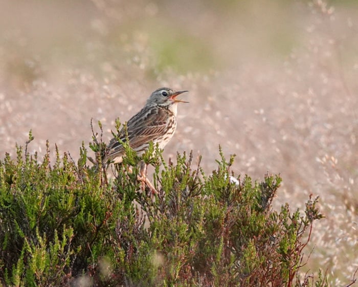 Country diary: On the bluest of days, the plaintive call of a pipit | Mark Cocker