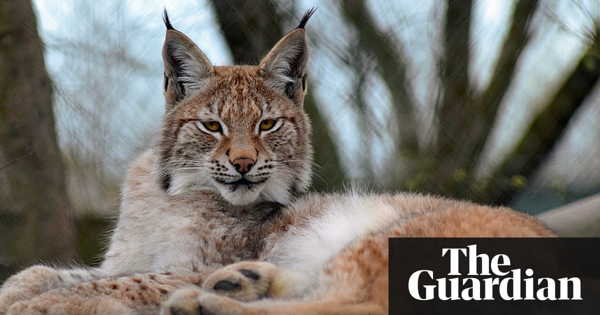 Escaped Lynx Net Closes In On Big Cat Loose In Welsh