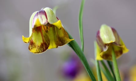 Pointed-petal fritillary