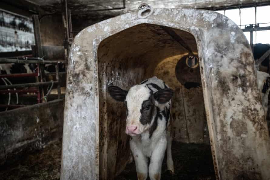 A newborn calf isolated in a hutch away from his mother