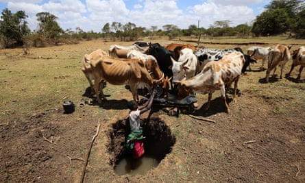 A herder stands in a water hole to collect water for his cattle in Laikipia county, Kenya, on 1 March, 2017.