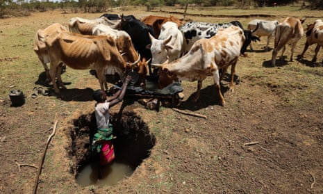 Herders have struggled to find water for their cattle in Laikipia county, Kenya.