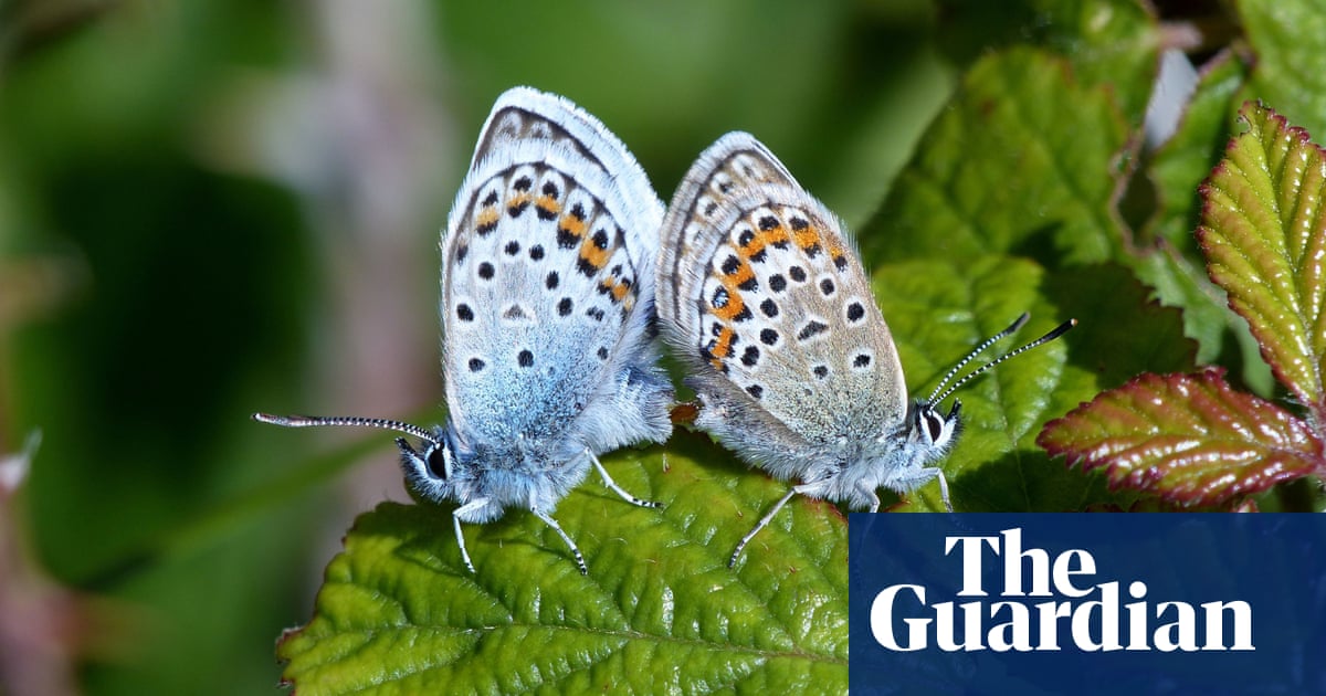 Butterflywatch: how climate change is clipping UK wings - The Guardian