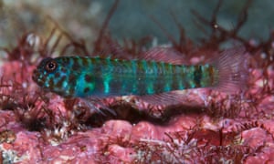 A pygmy goby fish