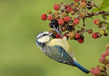 Blue Tit (Parus caeruleus) adult, foraging on Bramble (Rubus fruticosus) berries, Suffolk, England, september