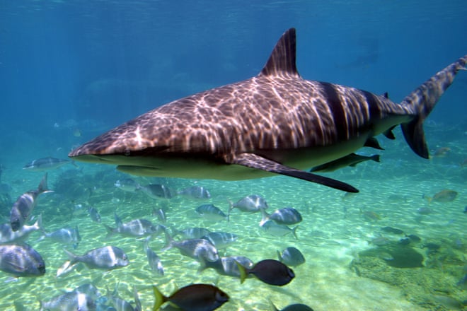 ‘They’re smart now’: Australian fishers are on tenterhooks over shark encounters. Should swimmers be worried? ‘They’re smart now’: Australian fishers are on tenterhooks over shark encounters. Should swimmers be worried?