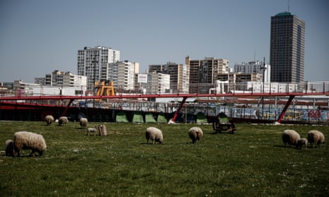 The flock graze with the city behind
