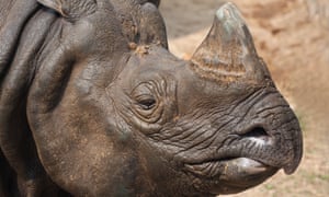 The greater one-horned rhinoceros: in 1975, there were just 600 left.