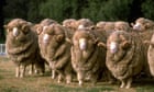 Ram believed responsible for deaths of elderly New Zealand couple