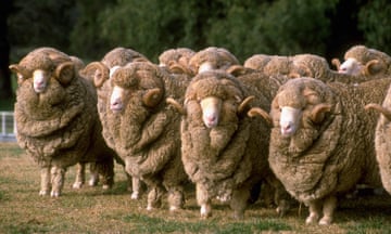 Flock of Merino Rams.