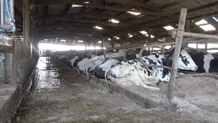 Inside an intensive dairy unit in England