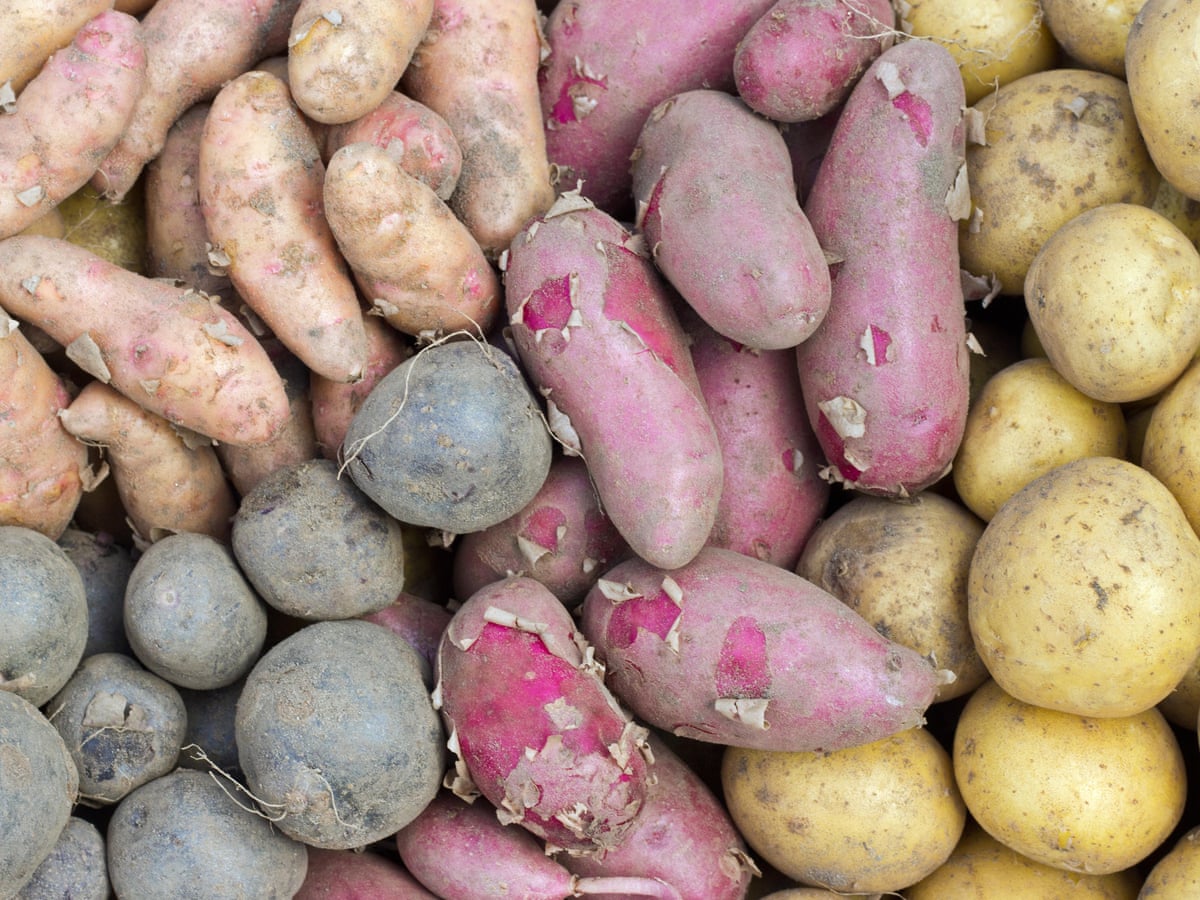 Which potato for which dish? How to choose the right spud for your