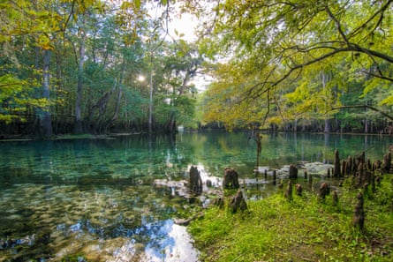 Sunset in the trees at Manatee Springs, Florida.