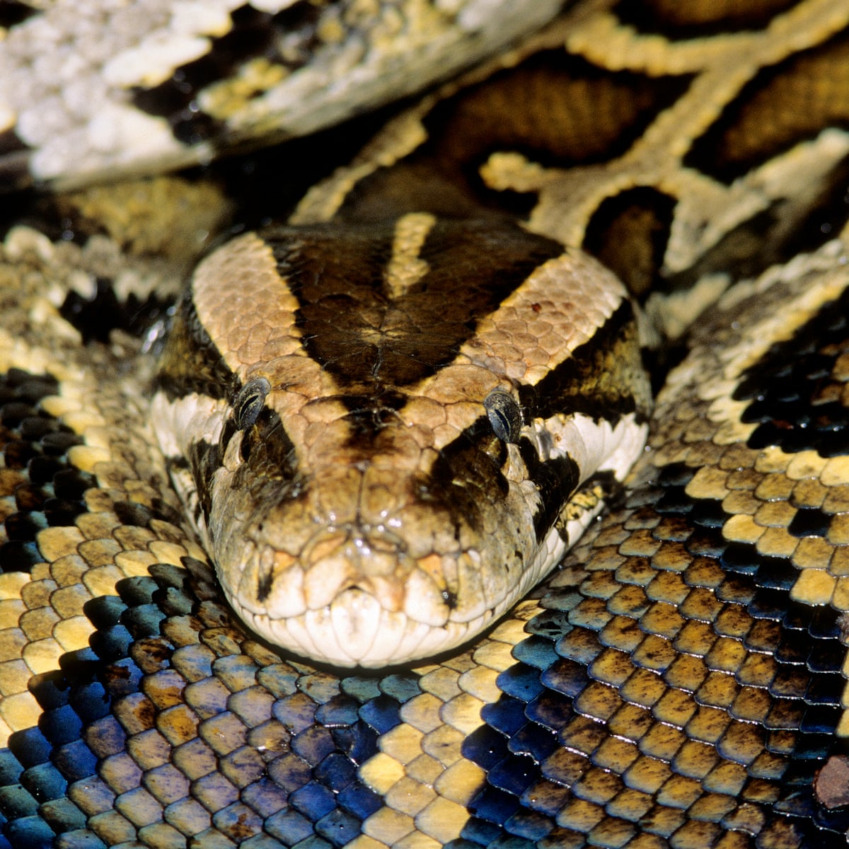 Burmese Python Eats Deer