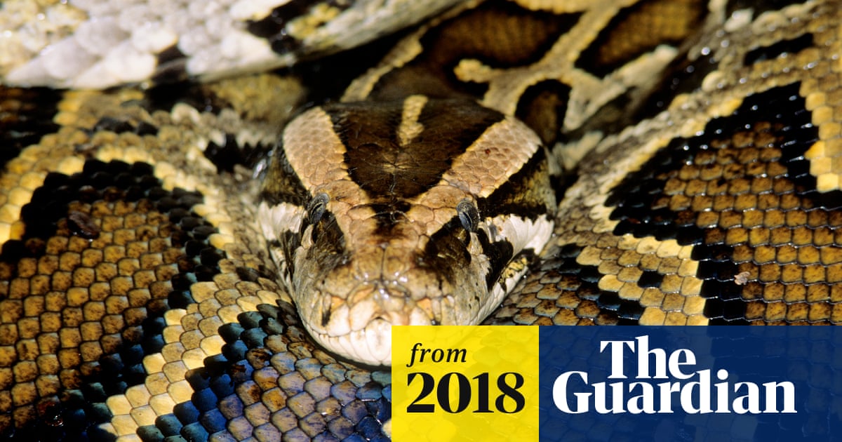 Full Monty python: Florida snake swallows deer heavier than itself