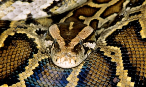 An adult female Burmese python found in Everglades National Park, Florida.