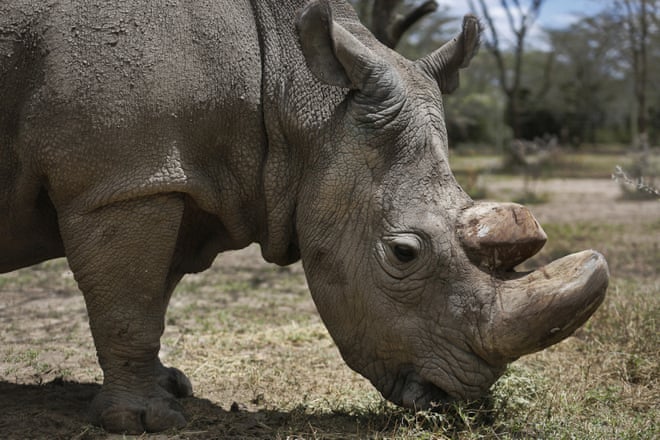 Ten wildlife success stories to sing about in 2019 3500