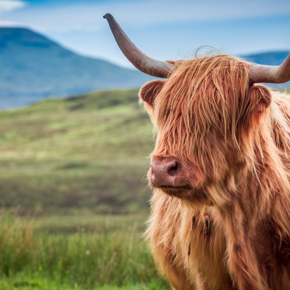 An offal waste: why you should be eating ox heart – recipe | Food | The  Guardian