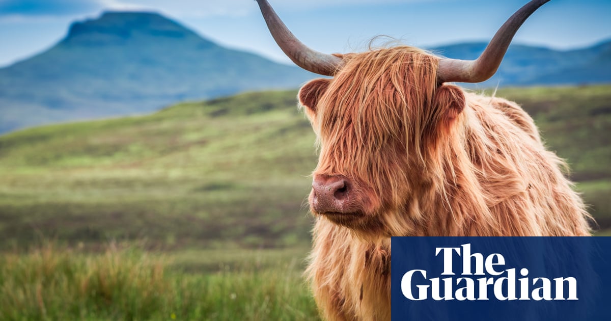 An Offal Waste Why You Should Be Eating Ox Heart Recipe Food The Guardian