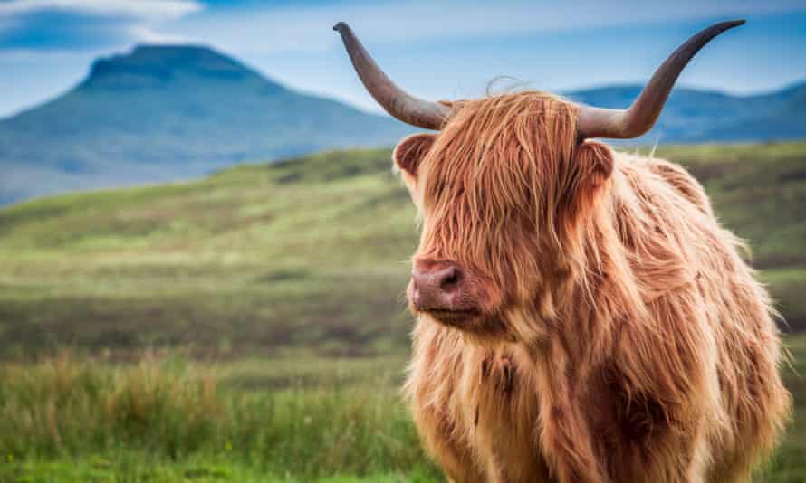 An Offal Waste Why You Should Be Eating Ox Heart Recipe Food The Guardian