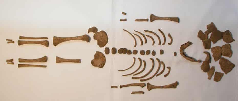 An infant skeleton from a Roman empire cemetery.