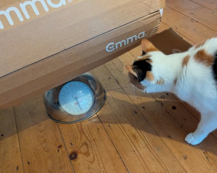 Cat looks at a boxed duvet on some weighing scales