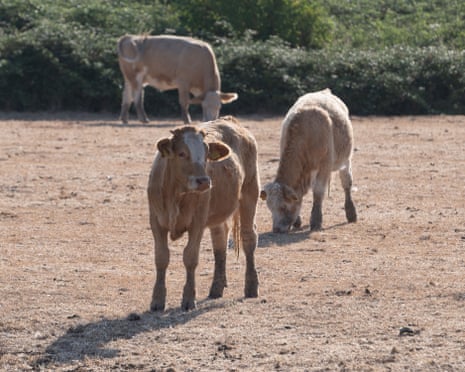 Cattle on Dorney Common, Buckinghamshire in the blazing heat try to graze on non existent grass.