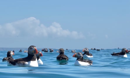 Puffins in the sea off Pembrokeshire.