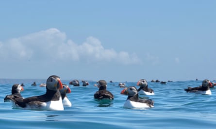 Sea puffins off Pembrokeshire.