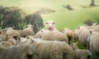 New Zealand's ratio of sheep to humans at lowest point in 170 years