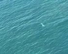Helicopter crew sounds siren as 4.5-metre white shark spotted off Western Australia coast - video
