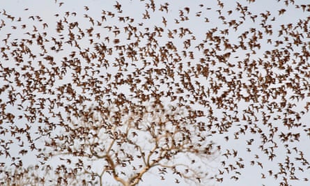 A large number of Kitti’s hog-nosed bats fly around a tree.