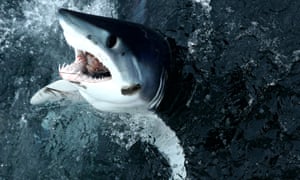 UE e EUA bloqueiam planos para proteger o tubarão mais rápido do mundo