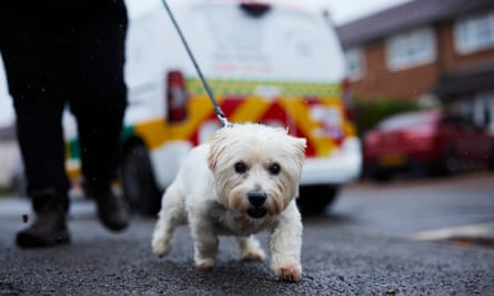 Polly le westie en promenade à Tamworth