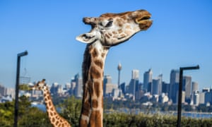 From Cage To Conservation The Reinvention Of Australian Zoos