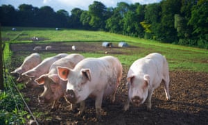 Pigs rooting in dirt field
