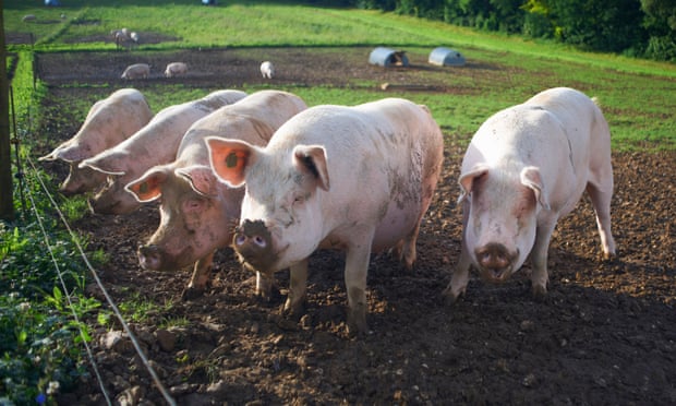 Pigs rooting in a field