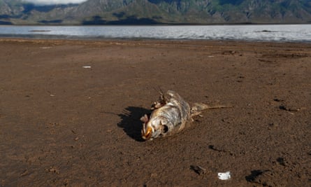 A dead fish on the dry bed of Theewaterskloof dam.