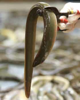 A Lough Neath eel.