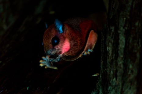 A squirrel glowing under UV light.